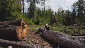 Best Stump Grinding and Removal  in Utica, IN