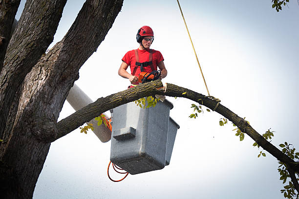Best Tree Trimming and Pruning  in Utica, IN