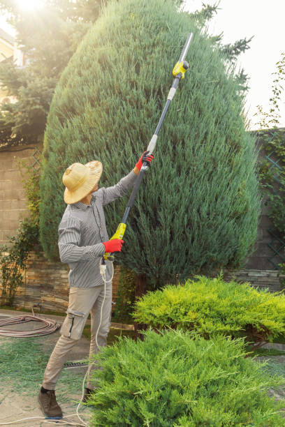 How Our Tree Care Process Works  in  Utica, IN